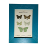 Ancient botanical engraving butterfly framed 1900 G Denise