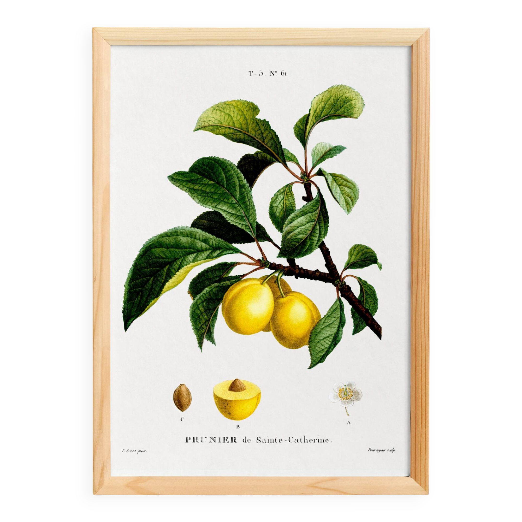 Vintage poster about the St. Catherine's plum tree