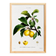 Vintage poster about the St. Catherine's plum tree