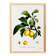 Vintage poster about the St. Catherine's plum tree