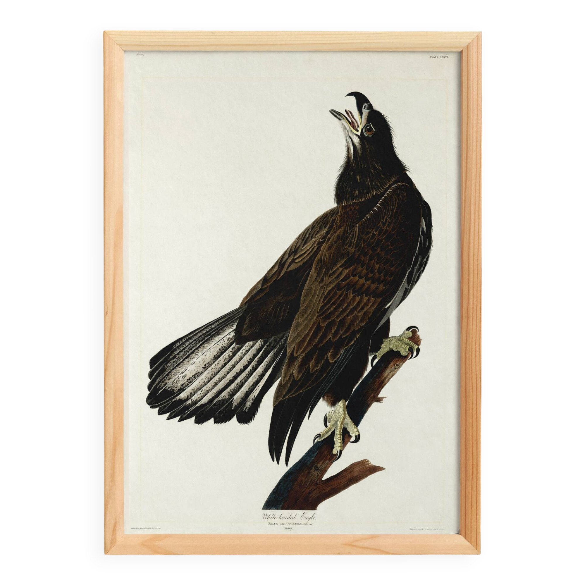 Poster of the bald eagle, based on an old engraving