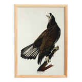 Poster of the bald eagle, based on an old engraving