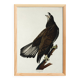 Poster of the bald eagle, based on an old engraving