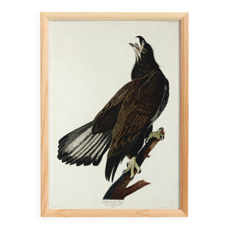 Poster of the bald eagle, based on an old engraving