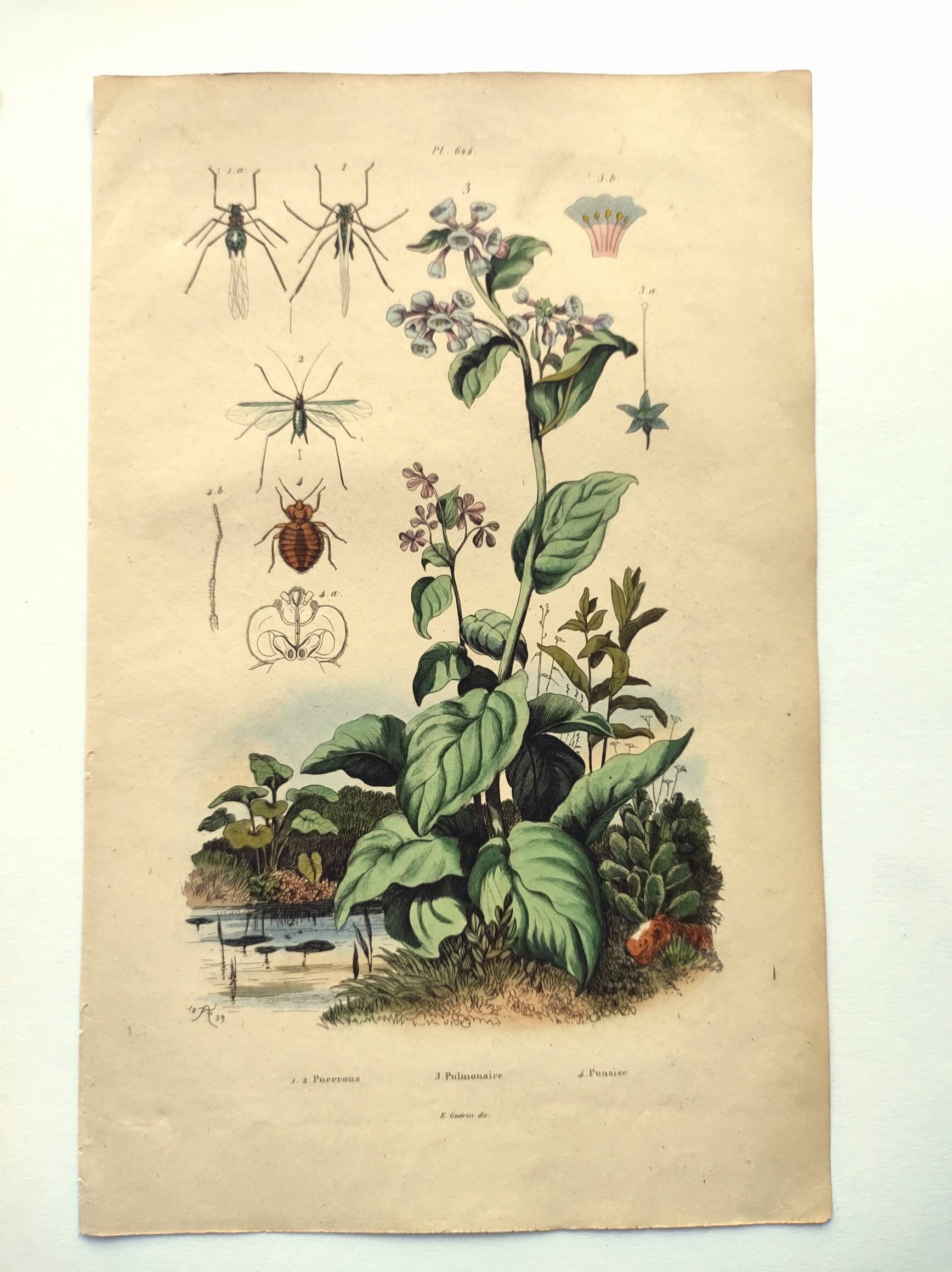 Antique engraving from 1839 - Pulmonary - Hand-colored zoological and botanical plate. Original.