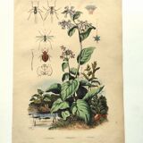 Antique engraving from 1839 - Pulmonary - Hand-colored zoological and botanical plate. Original.