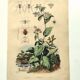 Antique engraving from 1839 - Pulmonary - Hand-colored zoological and botanical plate. Original.