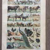 Lot de trois gravures aquarellées