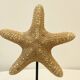 Étoile de mer naturelle ancienne sur socle en bois cabinet de curiosités coquillage
