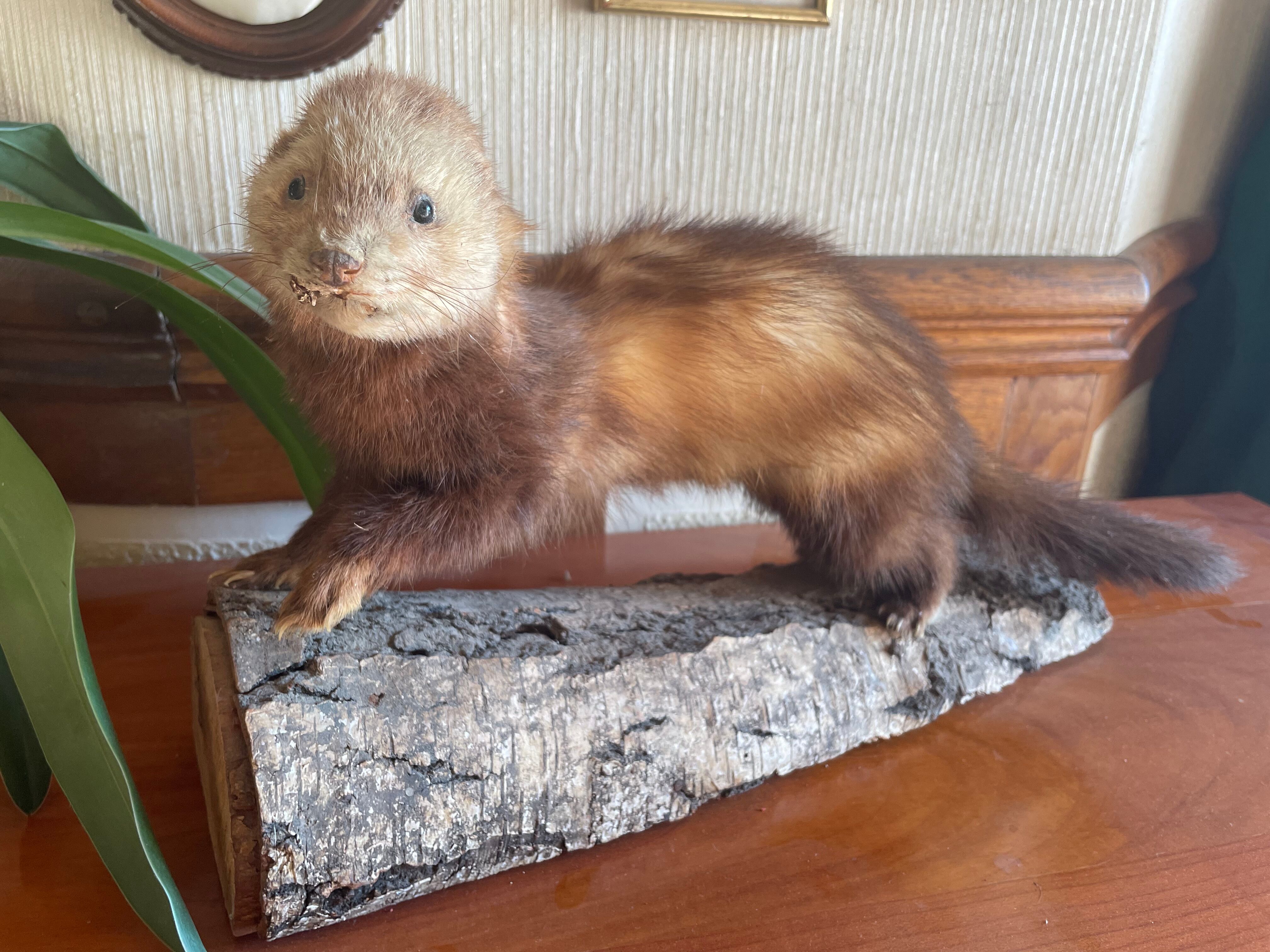Taxidermy ferret curiosity cabinet