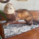 Taxidermy ferret curiosity cabinet