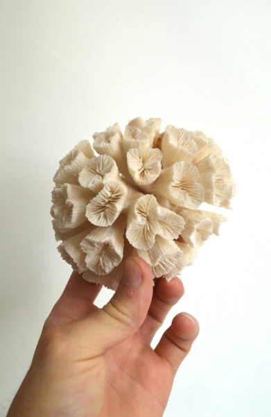 White Coral