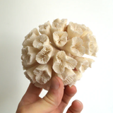 White Coral