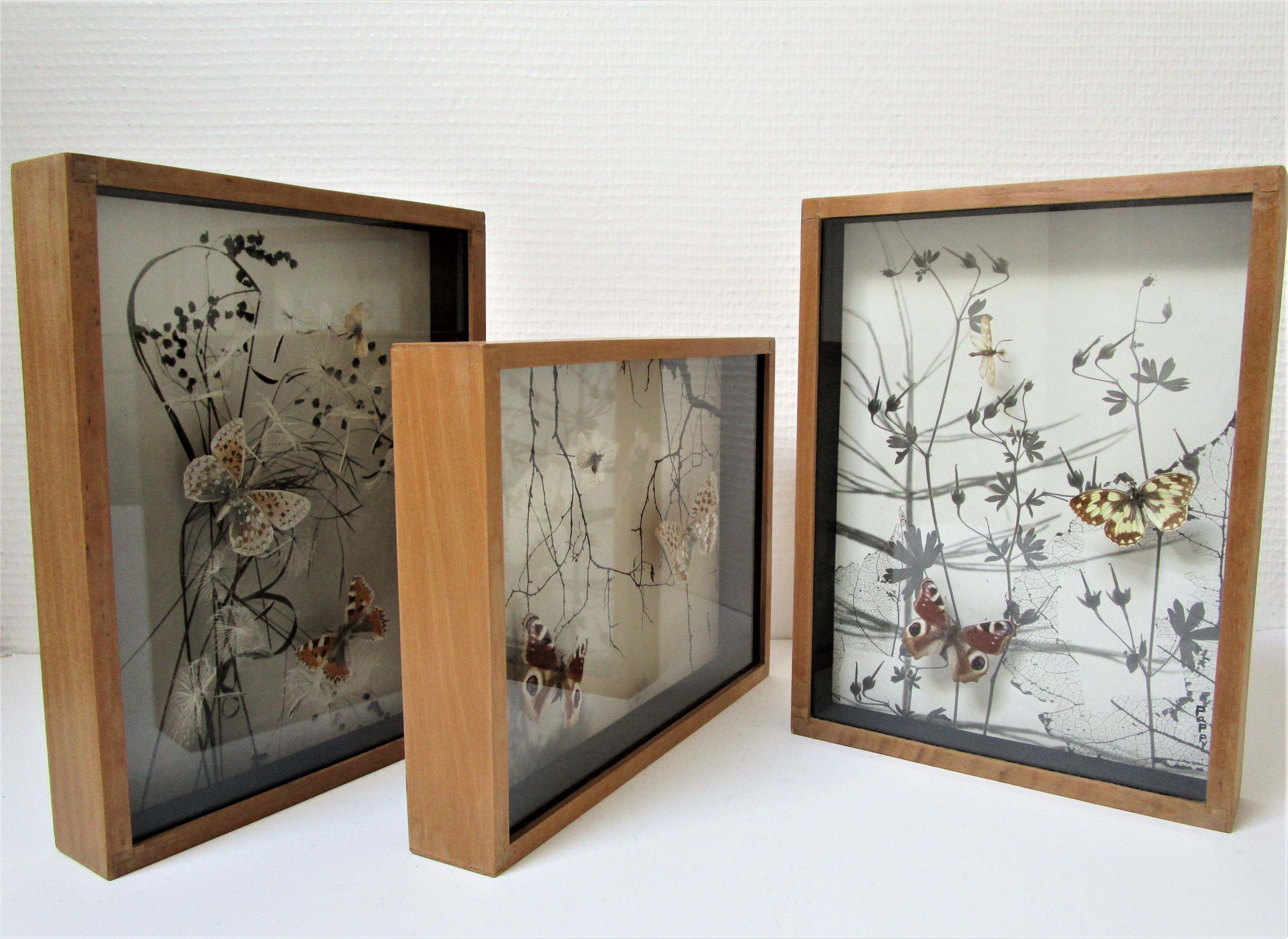 Three wooden frames with naturalized butterflies vintage 60s