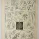 Gravure ancienne 1922 M. Dessertenne - Inflorescences, fleurs, plantes