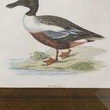 Set of two english engravings