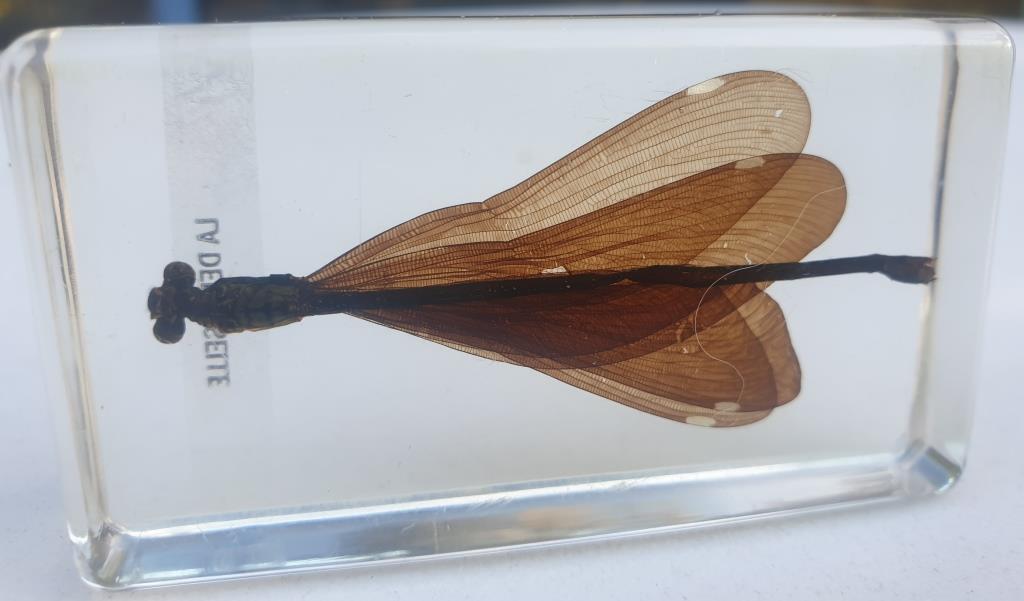 Insect under resin the Demoiselle d'Inde