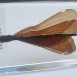 Insect under resin the Demoiselle d'Inde