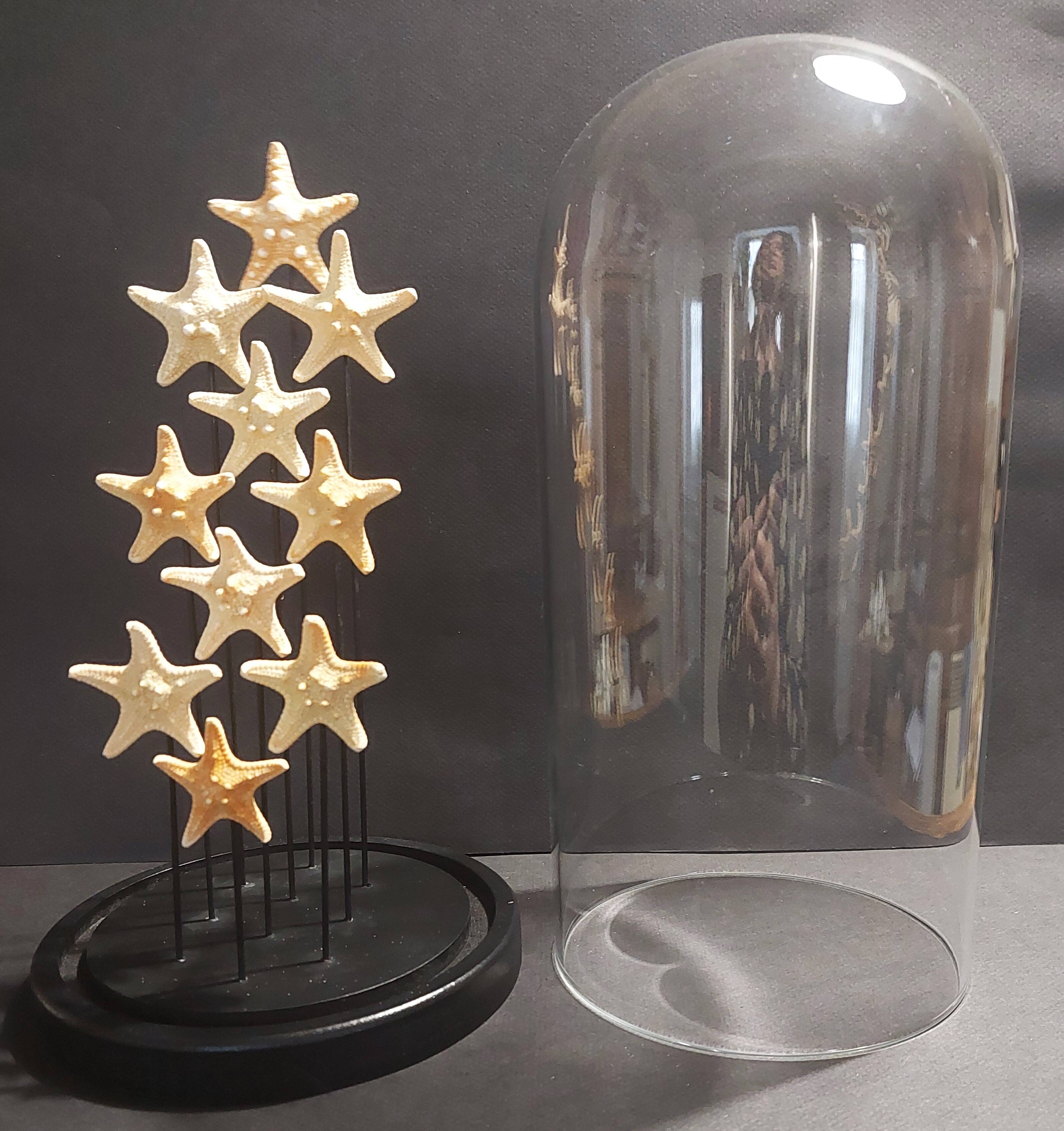 Cabinet de Curiosités globe aux étoiles de mer protoreaster nodosus