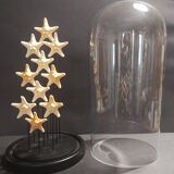 Cabinet of Curiosities globe with starfish protoreaster nodosus