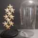 Cabinet de Curiosités globe aux étoiles de mer protoreaster nodosus