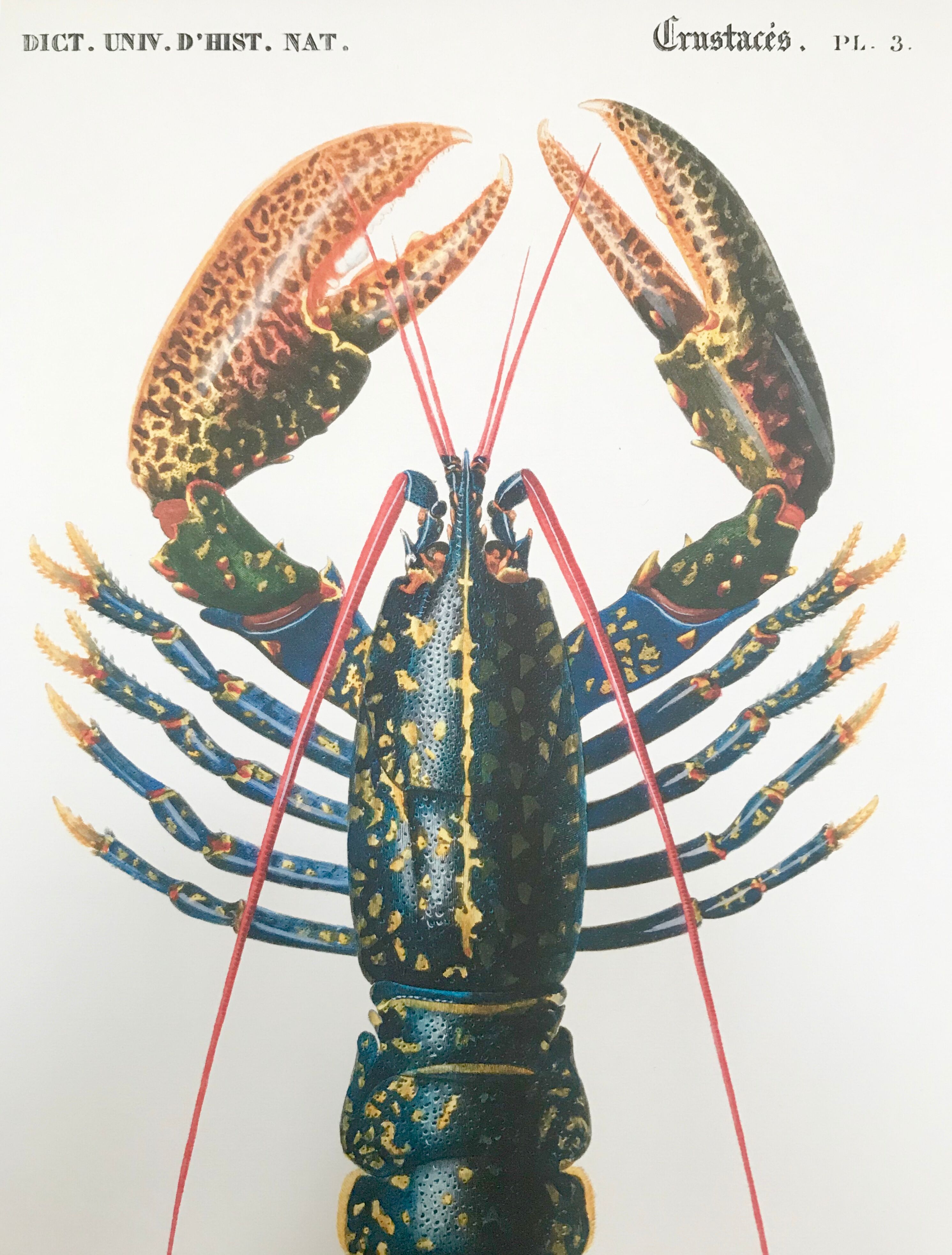 Zoological Board representing the lobster