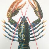 Zoological Board representing the lobster
