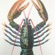 Zoological Board representing the lobster
