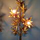 Large pair of brass wall sconces, Maison Jansen, 1960-70.