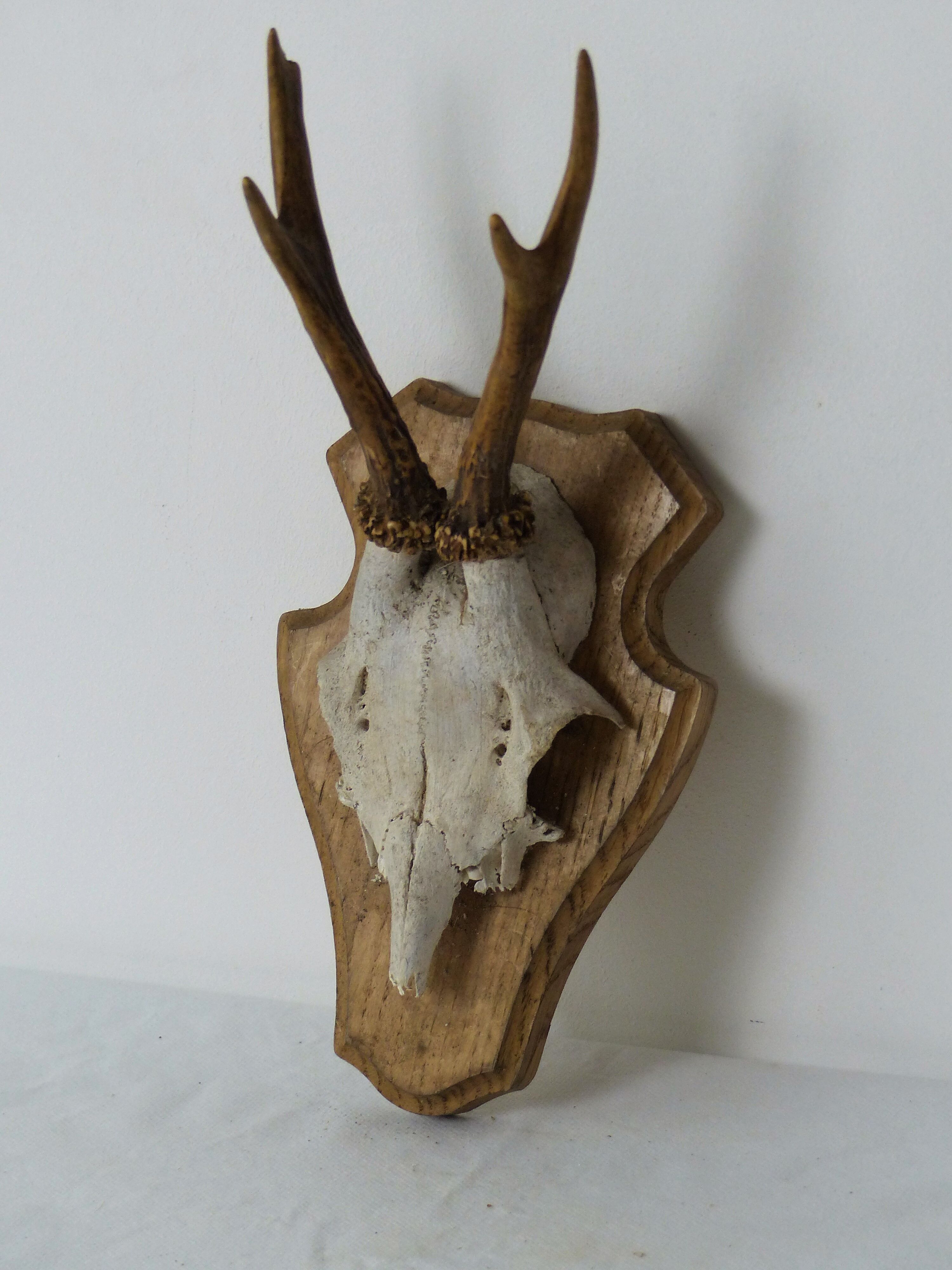 Deer massacre trophy