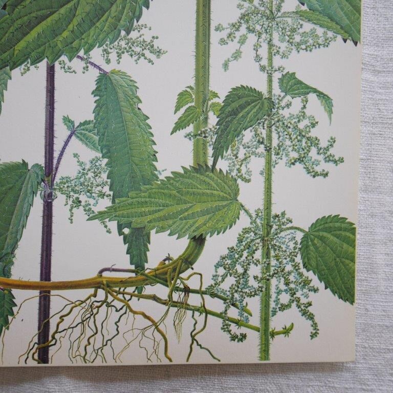 Set of 2 botanical boards Geigy