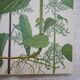 Set of 2 botanical boards Geigy