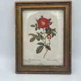 Lithograph PJ Redouté