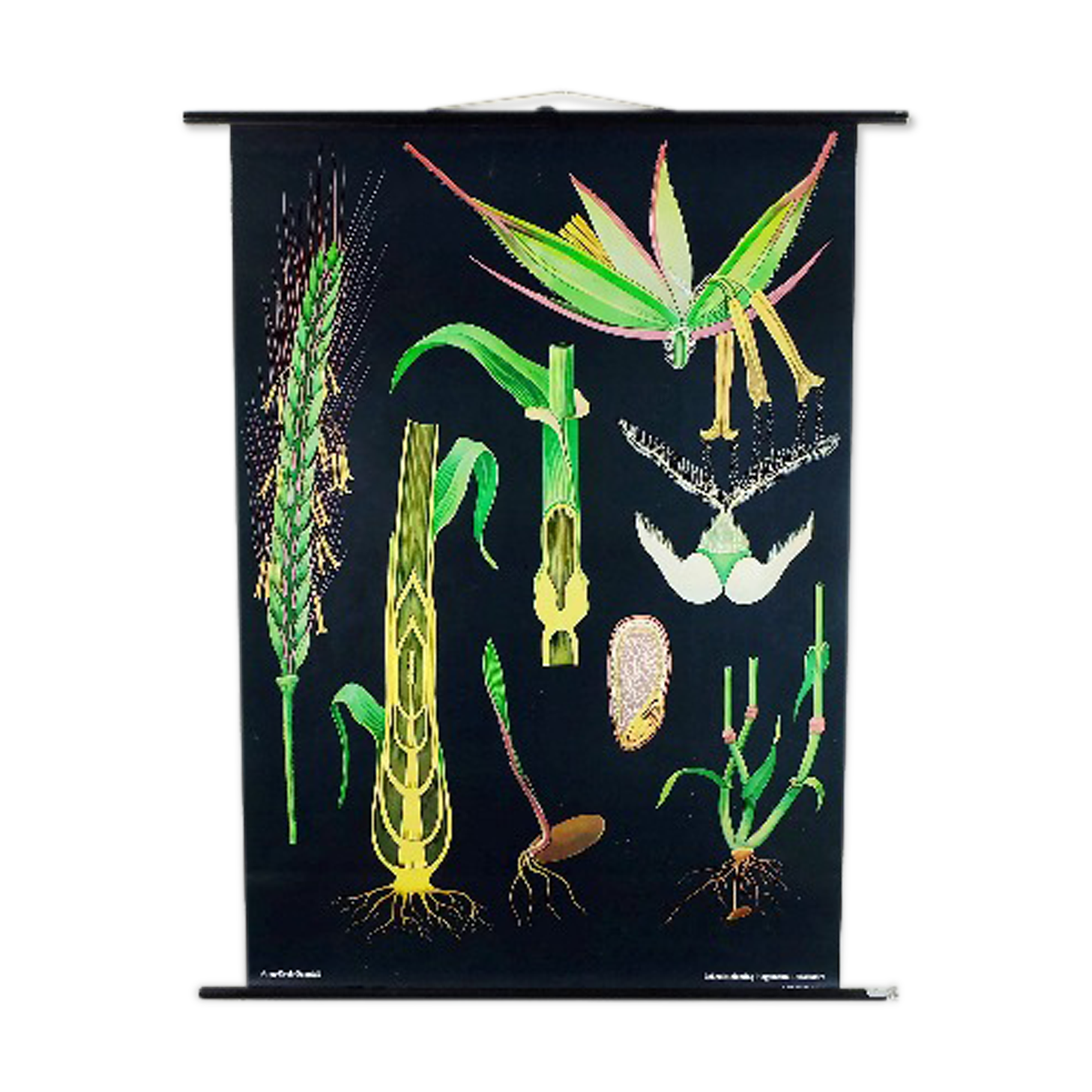 Vintage school chart rye botanical poster by Jung Koch Quentell for Hagemann 1960s