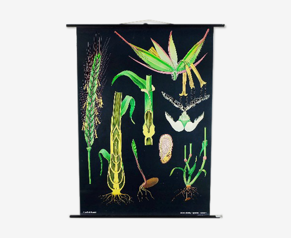 Affiche botanique de seigle par Jung Koch Quentell pour Hagemann 1960s