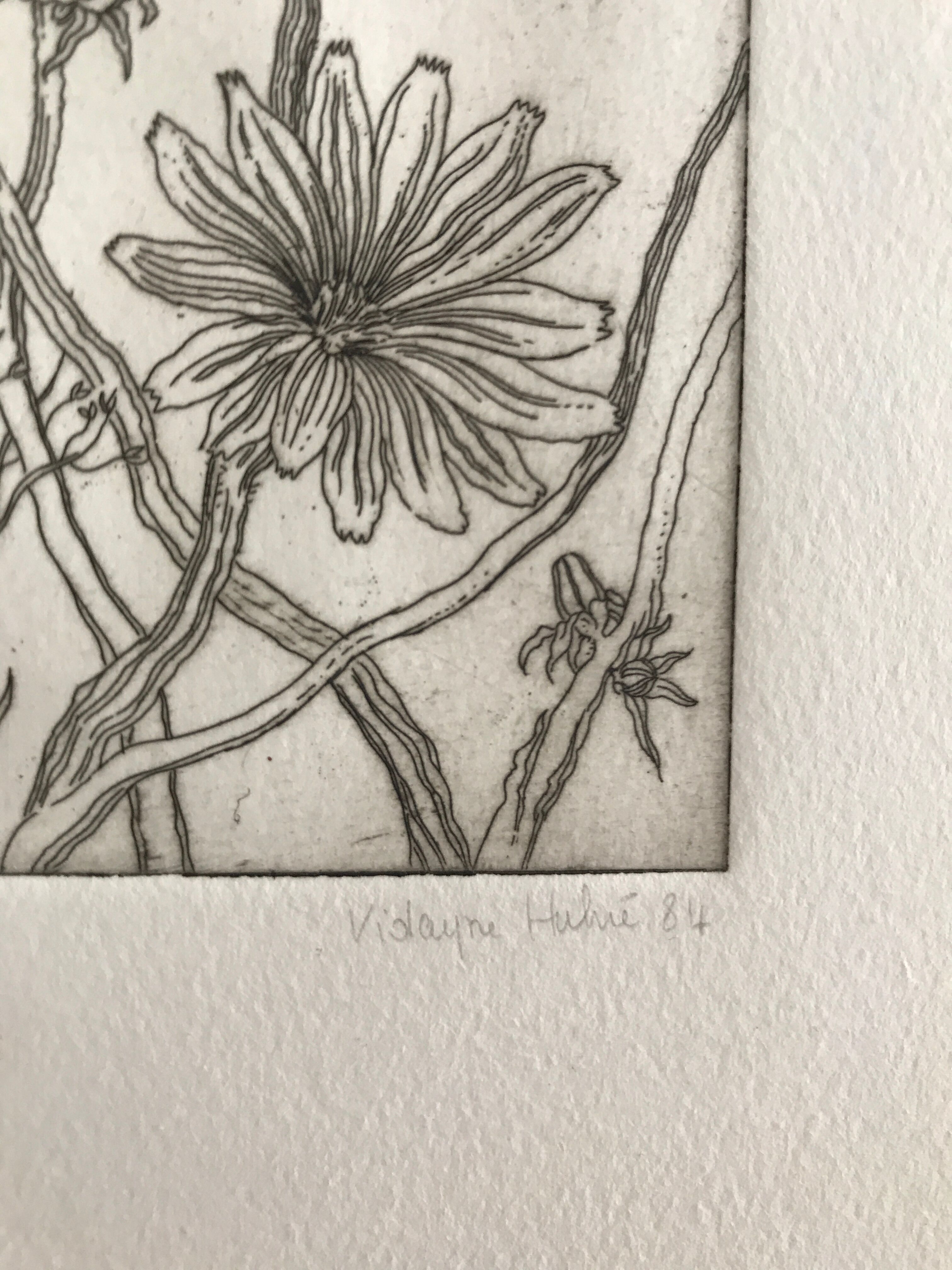 Etching signed by violayne hulné, study of clematis, 1984