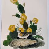 Planche oiseaux de J.J. Audubon - Bruant vespéral - 1978 Illustration zoologique et ornithologique