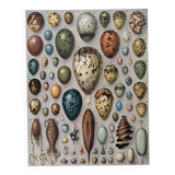 Lithograph on eggs - 1930