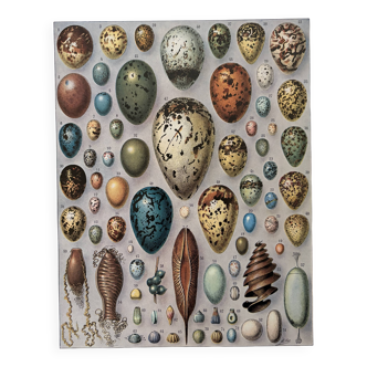Lithograph on eggs - 1930