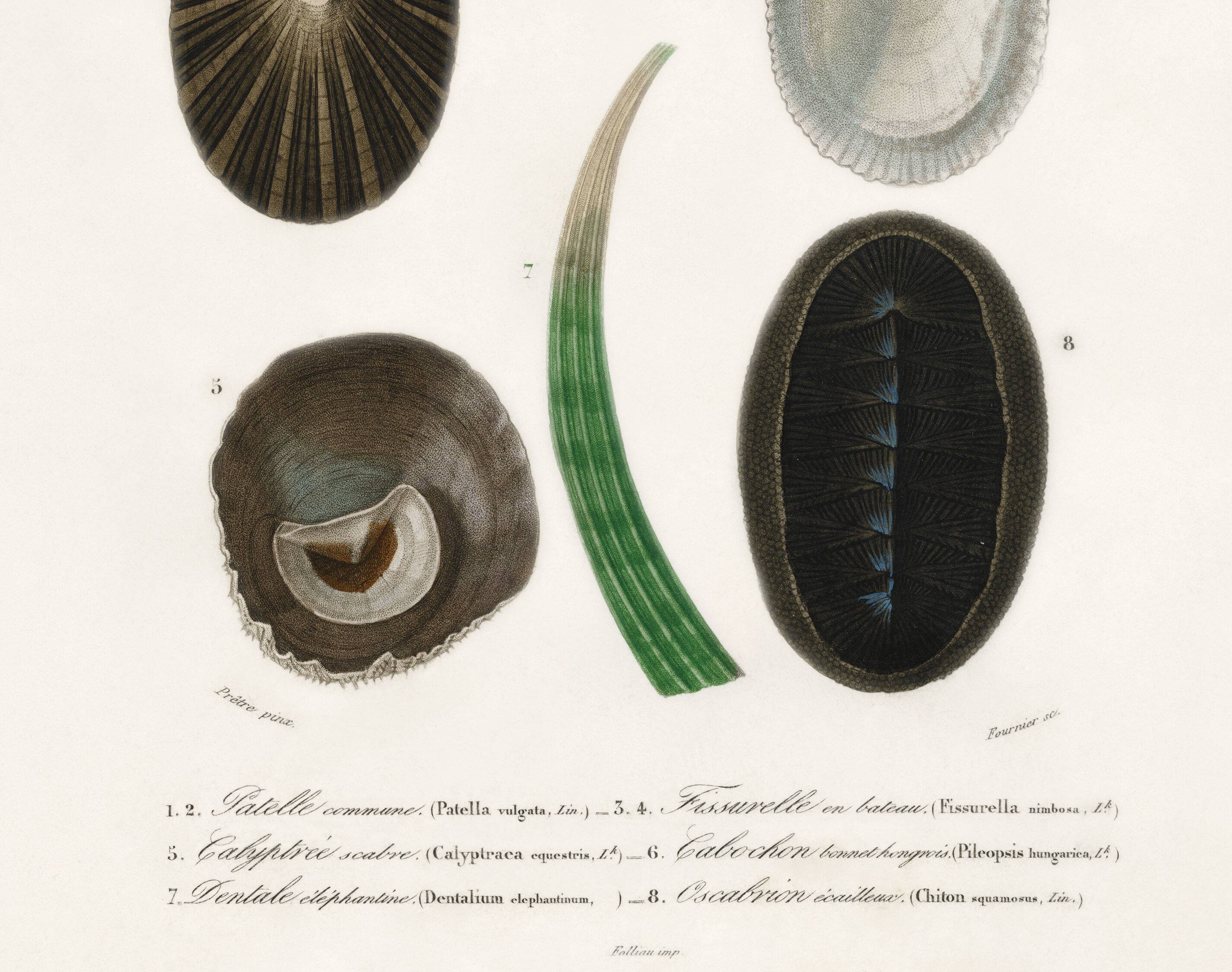 Poster about seashells and marine molluscs