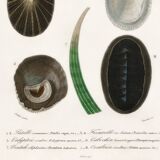 Poster about seashells and marine molluscs
