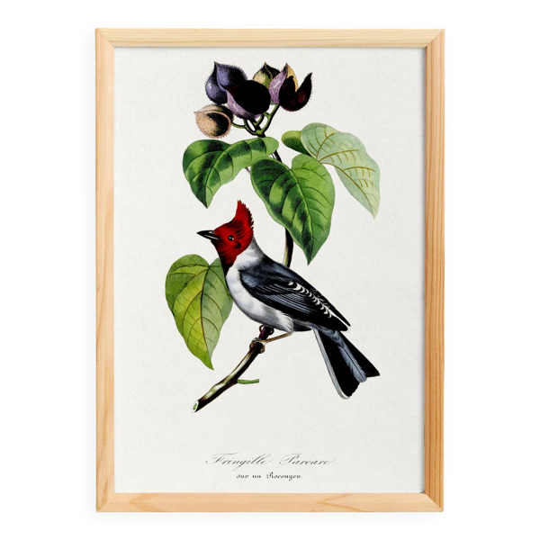 Affiche sur ''le fringille pavane'', d'après une gravure ancienne de 1842.