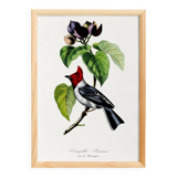 Poster for "the fringille pavane", based on an old engraving from 1842.