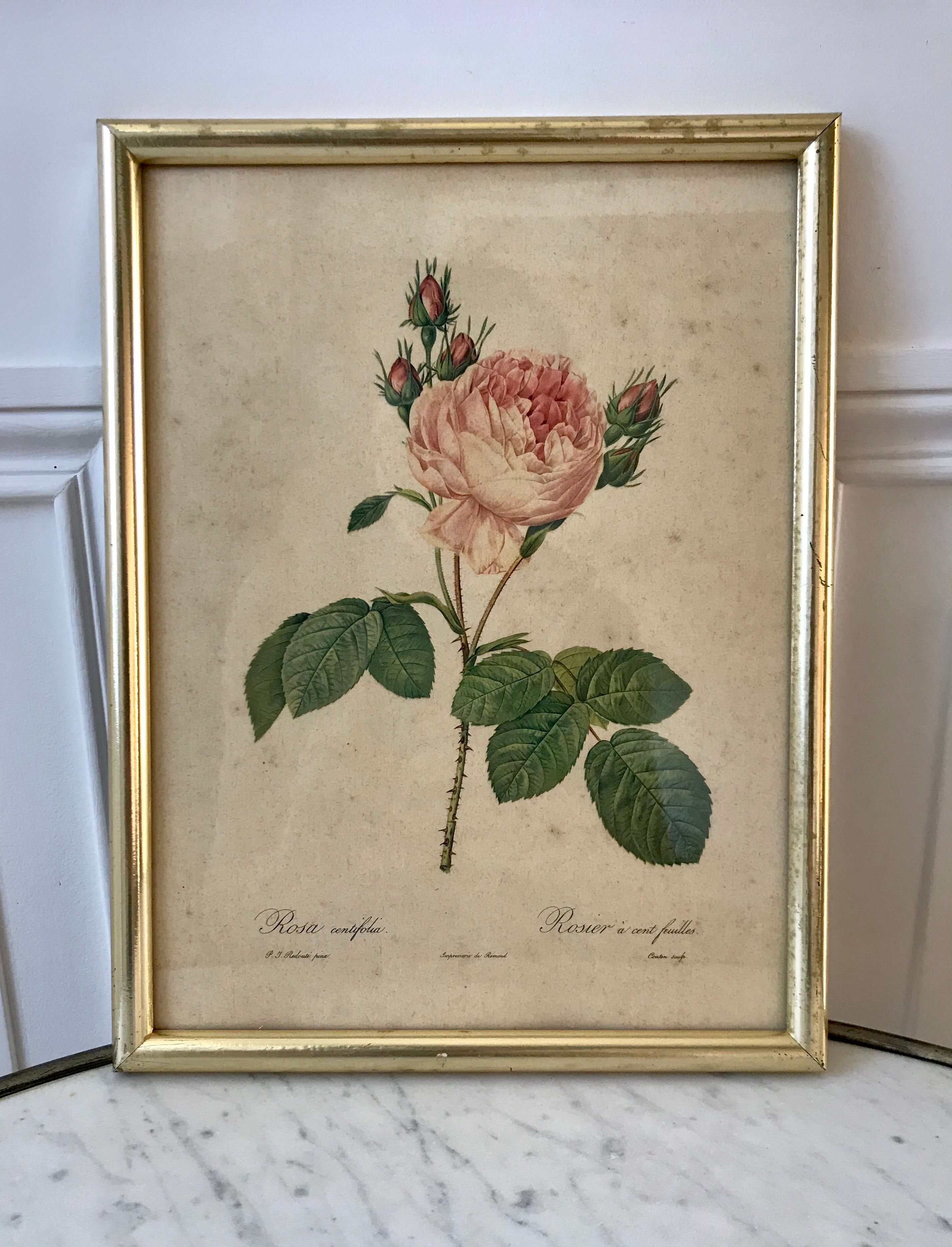 Lithograph antique engraving "Rosa" by J.P. Redouté