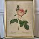 Lithograph antique engraving "Rosa" by J.P. Redouté
