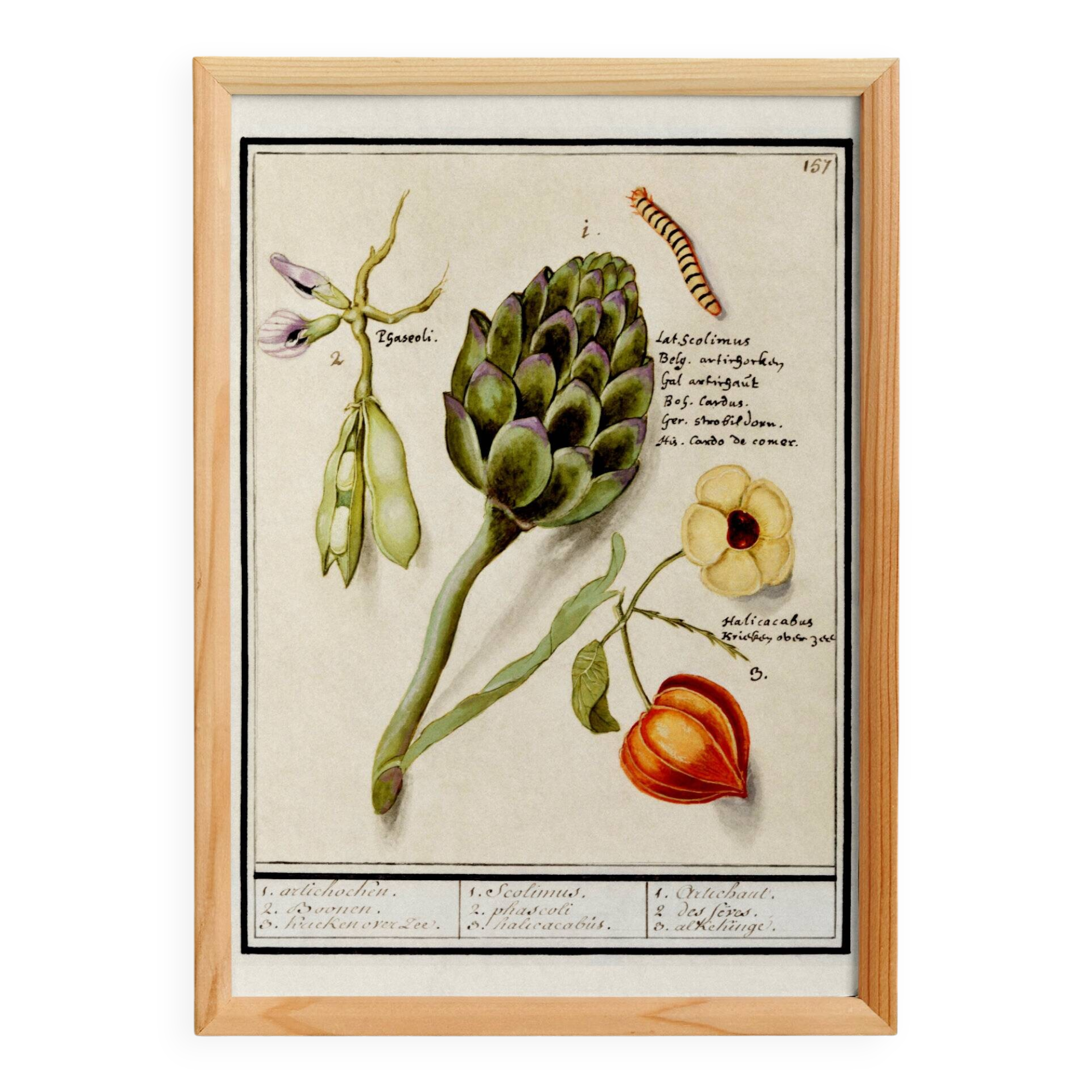 Petite affiche sur "artichaut et physalis", d'après une gravure ancienne de