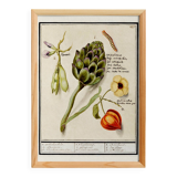 Petite affiche sur "artichaut et physalis", d'après une gravure ancienne de