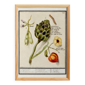 Petite affiche sur "artichaut et physalis", d'après une gravure ancienne de
