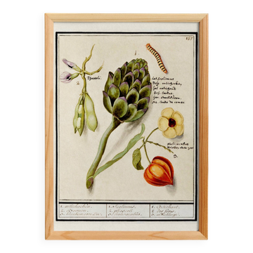 Small poster on "artichoke and physalis", after an old engraving by