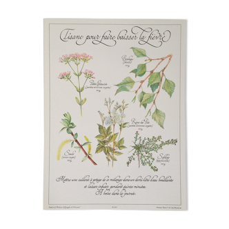 Affiche botanique tisane